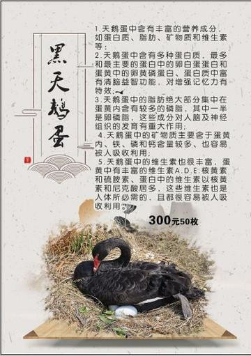 北京端午节礼品 黑天鹅蛋